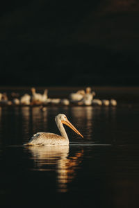 Pelicans on a lake