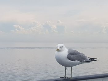 Seagull perching on a sea