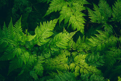 High angle view of green fern