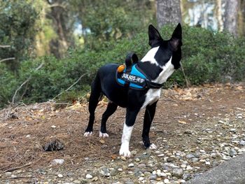 Dog on dirt road