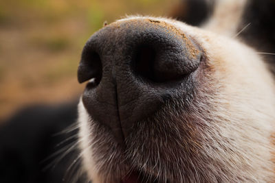 Close-up of a horse