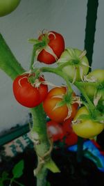 Close-up of vegetables