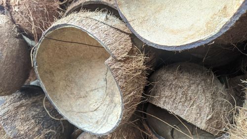 Close-up of logs in forest