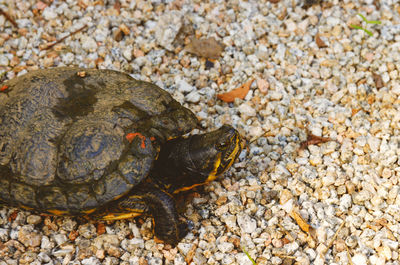 High angle view of turtle