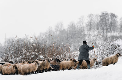 Rear view of shephard and sheep on snow covered land