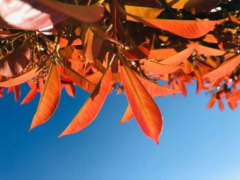 Low angle view of orange leaves against sky