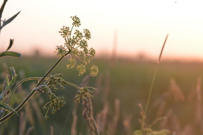 Close-up of flowering plants on field against sky