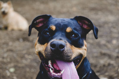 Close-up portrait of a dog