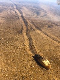 High angle view of shell on sand
