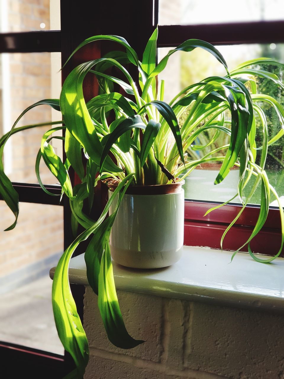 green, plant, indoors, flower, window, potted plant, nature, floristry, growth, plant part, leaf, no people, houseplant, home interior, food and drink, freshness, floral design, food, window sill, home, domestic room, flowerpot, glass, table, day, kitchen, close-up, yellow, domestic kitchen