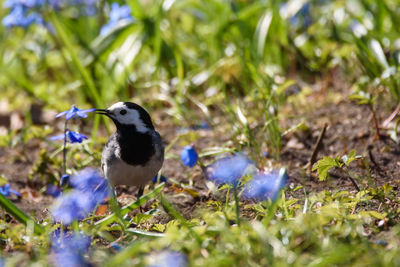 Bird perching on a flower