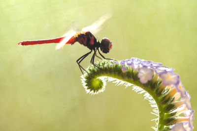 Beatiful dragonfly on unique plants