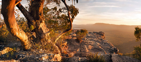 Rock formation by tree against sky during sunset