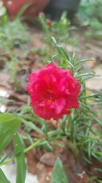Close-up of pink rose