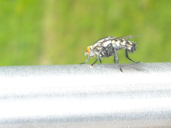 Close-up of damselfly on leaf