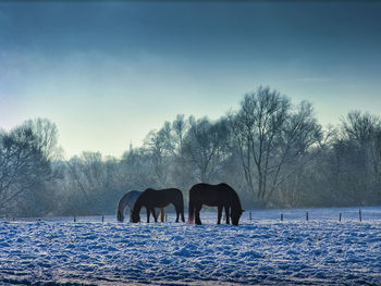 View of horse on snow covered field