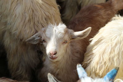 Close-up of pashmina lamb