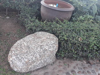 High angle view of potted plant in garden