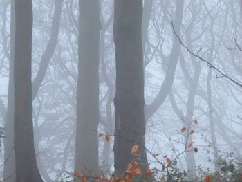 Trees in forest against sky