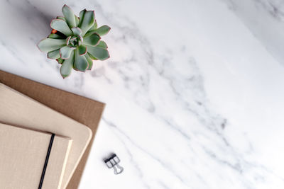 Desk scene of notebooks and succulent on marble background.