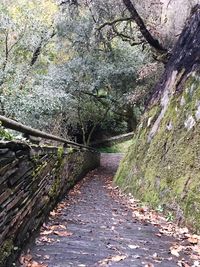 Dirt road amidst trees