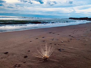 Scenic view of beach against sky