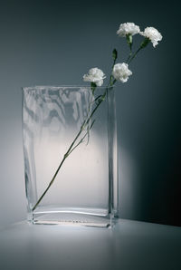 Close-up of flower against black background