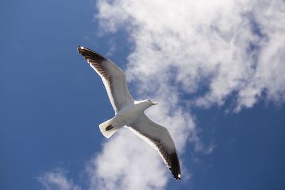 Low angle view of seagull flying in sky