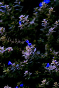 Close-up of purple flowering plants