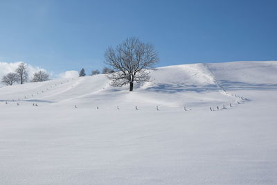 Trees on snow covered land against sky