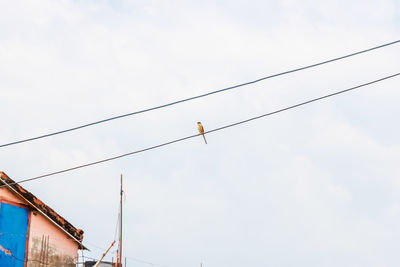 Low angle view of birds perching on cable against sky