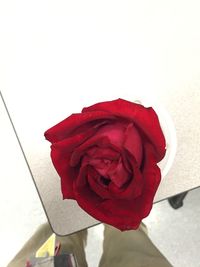 Close-up of hand holding red rose