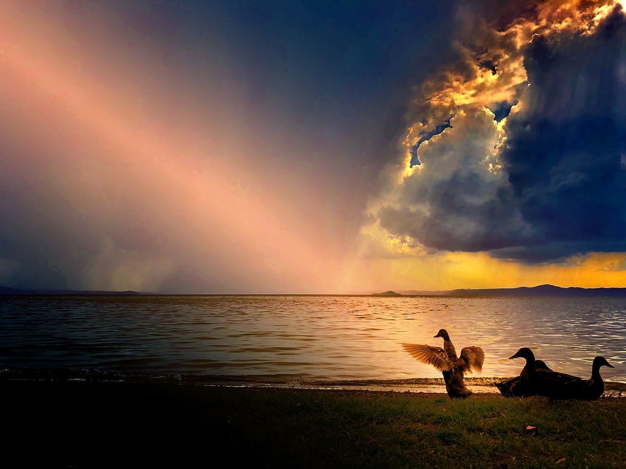 VIEW OF BIRDS ON BEACH