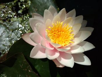 Close-up of flower blooming outdoors