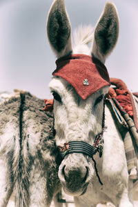 Close-up portrait of a horse