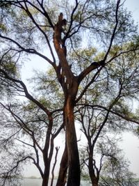 Low angle view of tree against sky