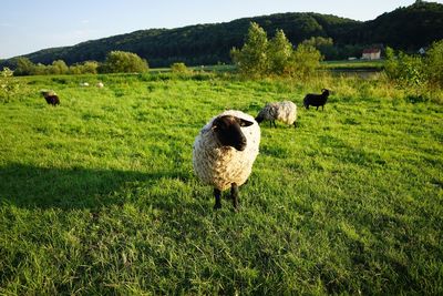 Cow grazing on field