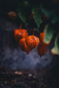 Close-up of snail on tree