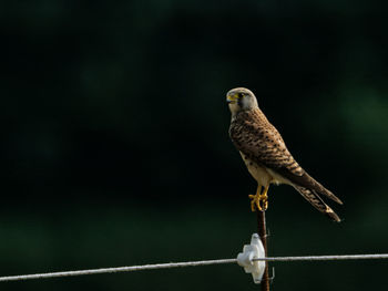 Close-up of falcon bird perching on iron post
