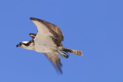 Low angle view of eagle flying against clear blue sky