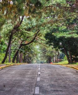 Road amidst trees