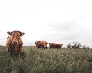 Cows on field against sky