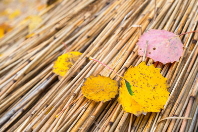 High angle view of yellow leaves on wood