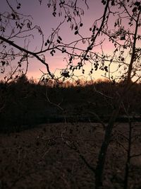 Close-up of silhouette plants against sky during sunset