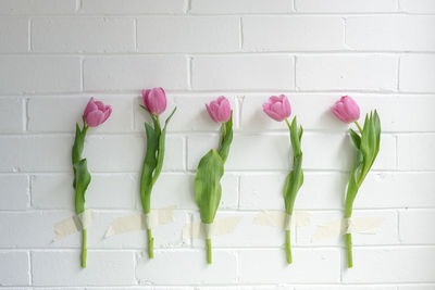 Close-up of pink flowers against wall