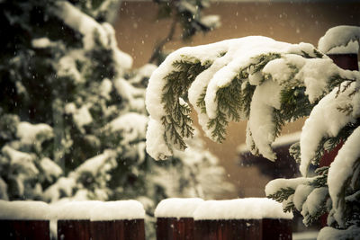 Close-up of frozen plant