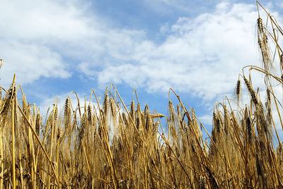 Low angle view of plants against sky