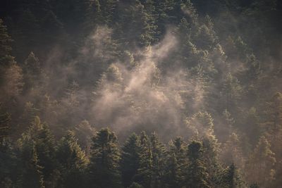 Low angle view of trees in forest