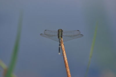 Close-up of grasshopper against blue sky