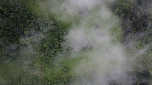 High angle view of trees in forest